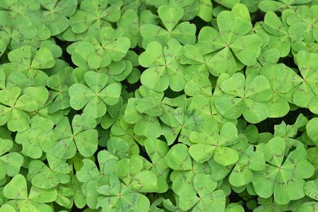 natural fresh green background from the leaves の写真素材