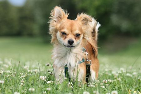 sweet small chihuahua in the green park の写真素材