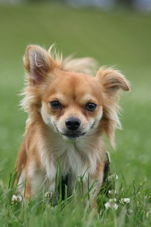 sweet small chihuahua in the green park の写真素材
