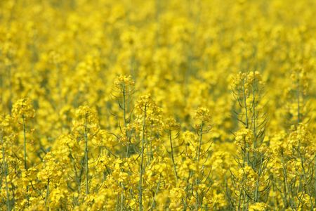 nice natural yellow flower from the spring field の写真素材