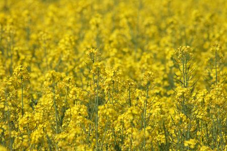 nice natural yellow flower from the spring field の写真素材