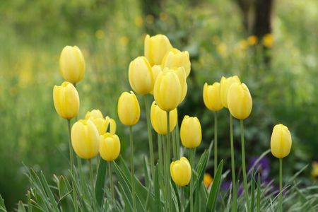 nice white flowers on the green background の写真素材