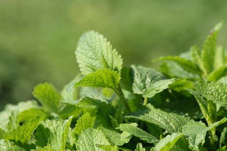 very nice green and fresh natural backgroundの写真素材