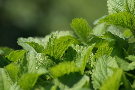 very nice green and fresh natural backgroundの写真素材