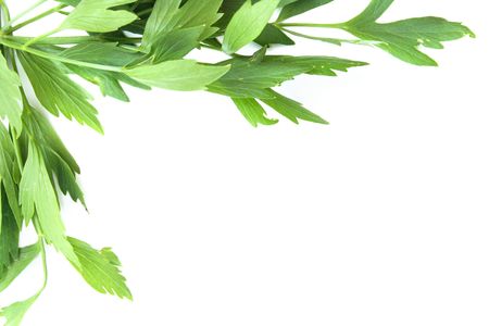 green grocery background isolated on the white background (libecek= czech name)の写真素材