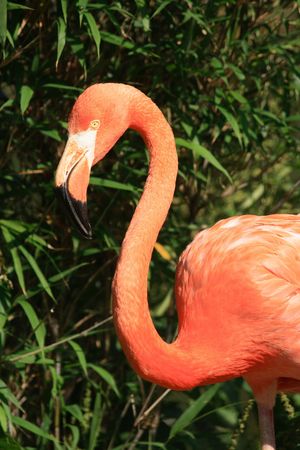 nice red flamingo from the Prague ZOO の写真素材