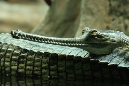 detail of aligator from the Prague ZOOの写真素材