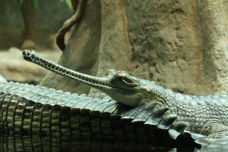 detail of aligator from the Prague ZOO