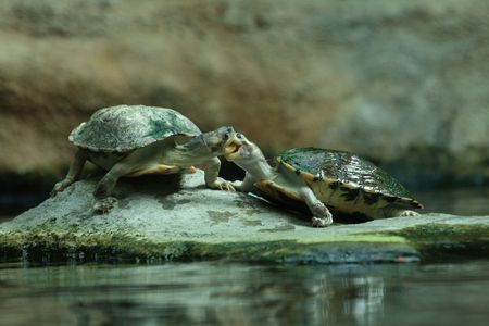 sweet kiss of two turtles and the green waterの写真素材