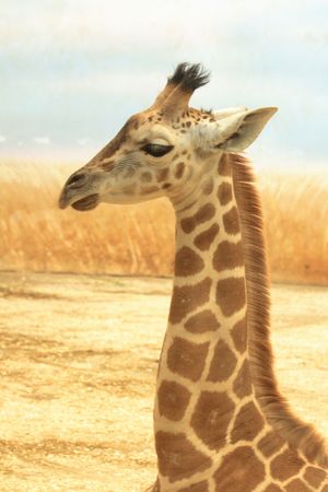 nice small giraffe with the natural backgroundの写真素材