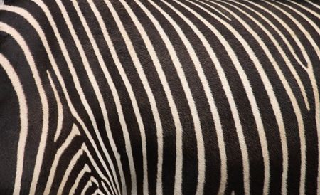 very nice zebra texture from the animal skinの写真素材