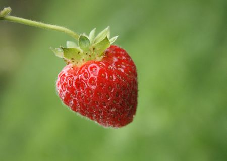 strawberry isolated on the green backgroundの写真素材