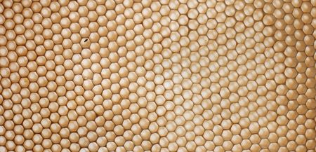 an abstract background from the little honeycombの写真素材