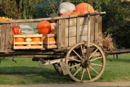 natural pumpkins background from the halloween gardenの写真素材