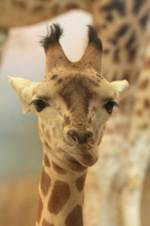 nice young giraffe  from the Prague ZOOの写真素材