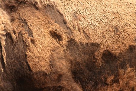 skin of bull from the Prague ZOOの写真素材