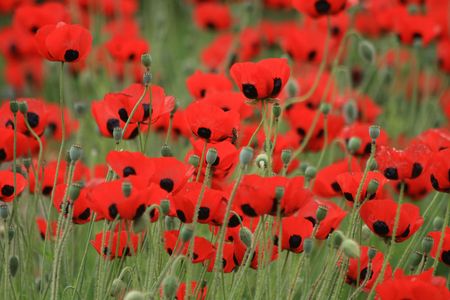 nice red poppy flowers as spring backgroundの写真素材