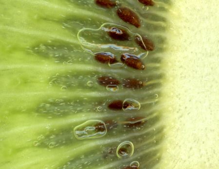 very nice fresh kiwi background macro shot の写真素材