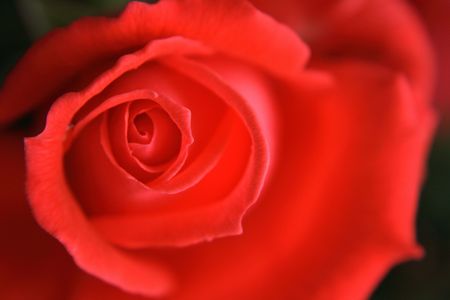 very nice fresch red rose natural background の写真素材