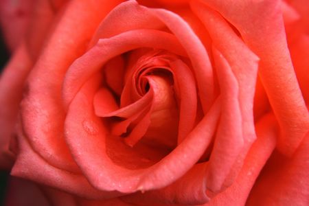 very nice fresch red rose natural background の写真素材