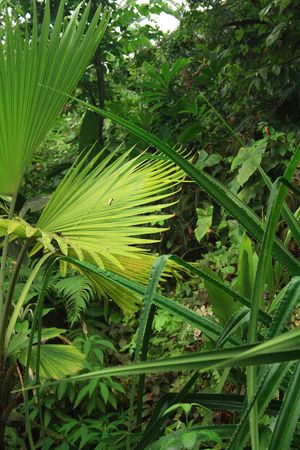 very nice natural leaf  background from my garden の写真素材