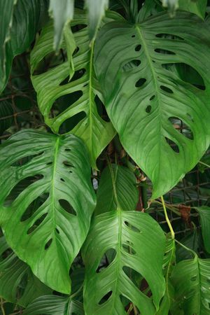 very nice natural leaf  background from my garden の写真素材