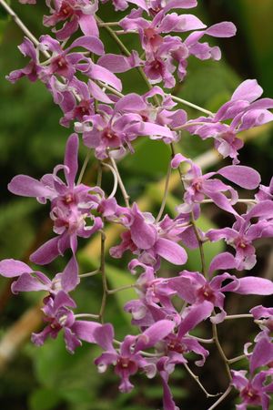 very nice natural flower background from my garden の写真素材