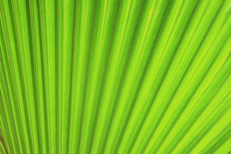 very nice natural leaf  background from my garden の写真素材