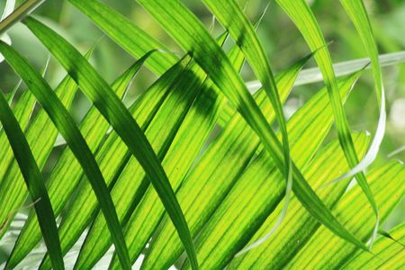 very nice natural leaf  background from my garden の写真素材