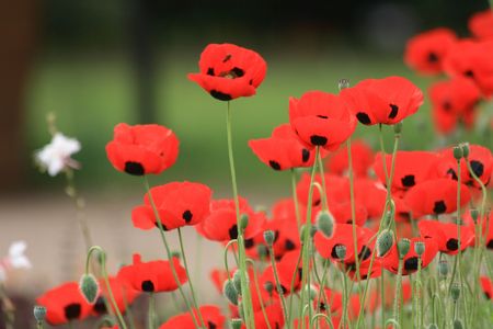 red poppy flowers from the spring on the green backgroundの写真素材