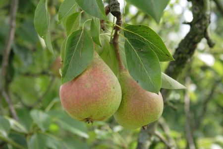 very nice fresch pear natural food  background の写真素材