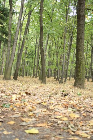 autumn forest from the czech republic from the jesenikyの写真素材