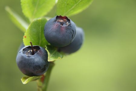 nice fresh blueberries in the green background の写真素材