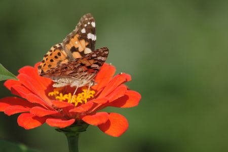 butterfly and nice red flower on the green backgroundの写真素材