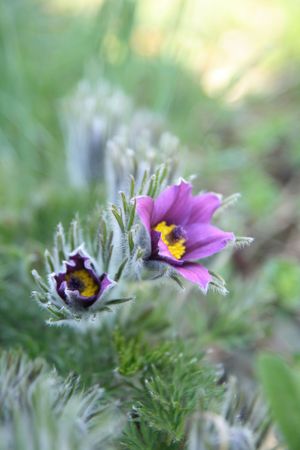 nice spring violet flower in the green garden の写真素材
