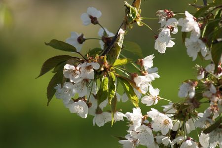 spring apple tree flowers from my garden の写真素材