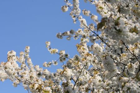 spring apple tree flowers and the blue sky の写真素材