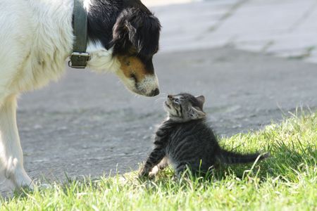 young cat and old dog are friends の写真素材