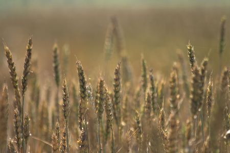very nice natural background with golden corn の写真素材