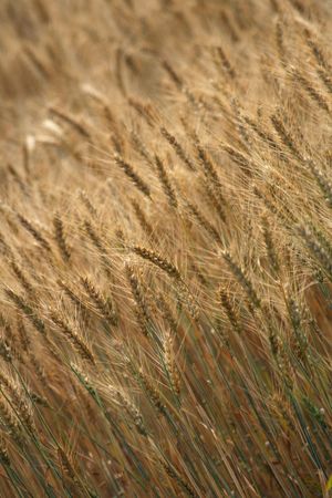 very nice natural background with golden corn の写真素材