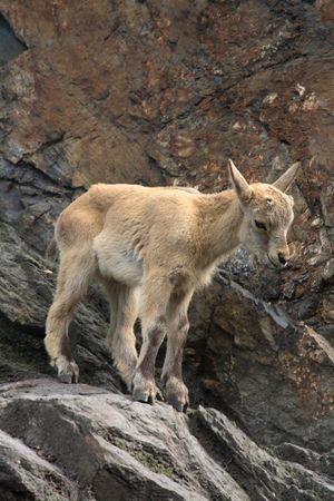 nice small chamois in the rocky mountains の写真素材