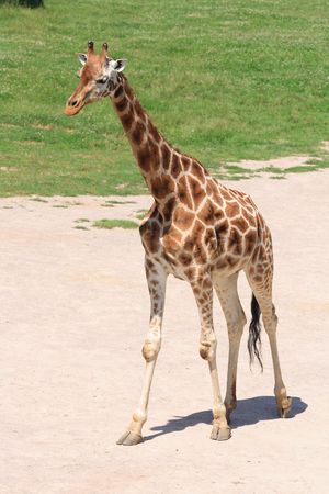 nice giraffe in the ZOO in the Pragueの写真素材