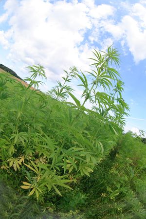 large marijuana field and the blue sky の写真素材