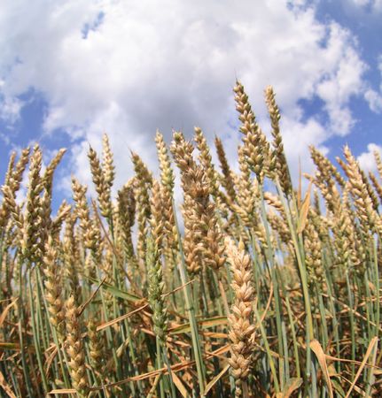 nice golden corn field and the blue sky の写真素材