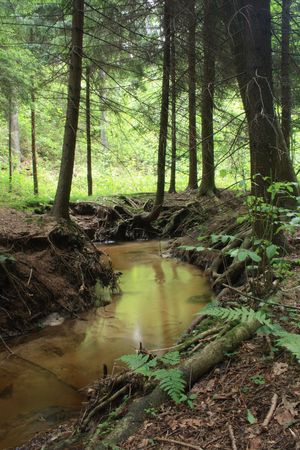 nice forest river from the czech republicの写真素材