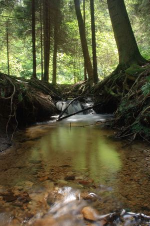 nice forest river from the czech republicの写真素材