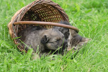 cat and dog in the basket (valentine day)の写真素材