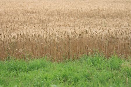 very nice gold corn as natural backgroundの写真素材