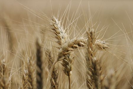 very nice gold corn as natural backgroundの写真素材