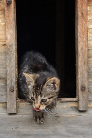 small cat is resting in her house の写真素材